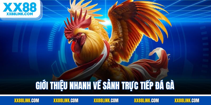 Giới thiệu nhanh về sảnh trực tiếp đá gà